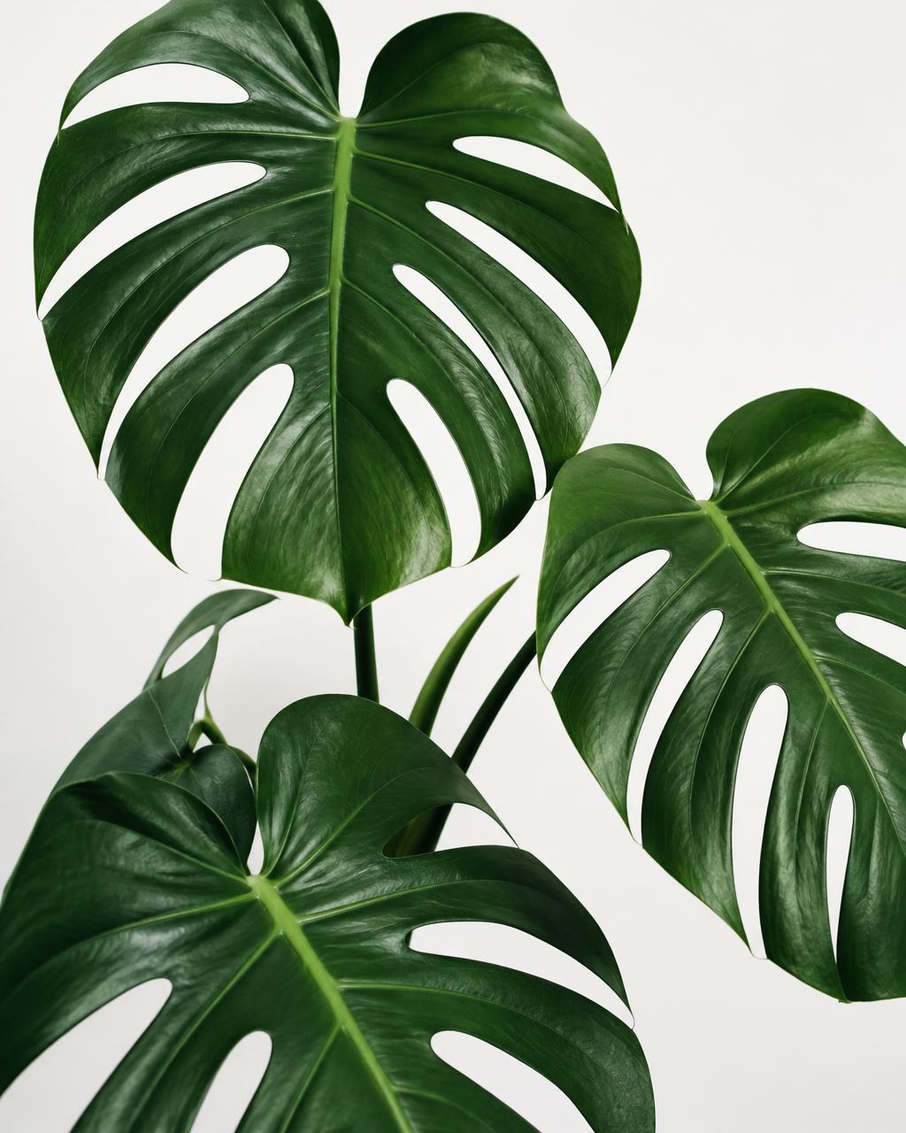 Deep green monstera leaves on a clean white background